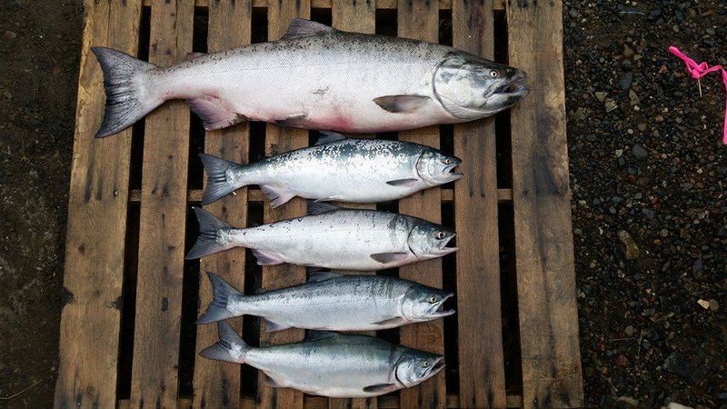 The day’s catch