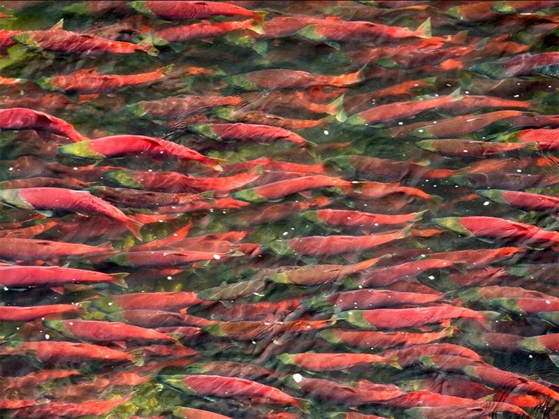 Sockeye salmon swimming upstream