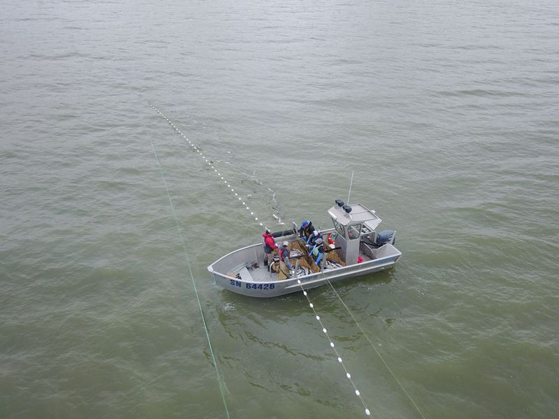 Cleaning the net